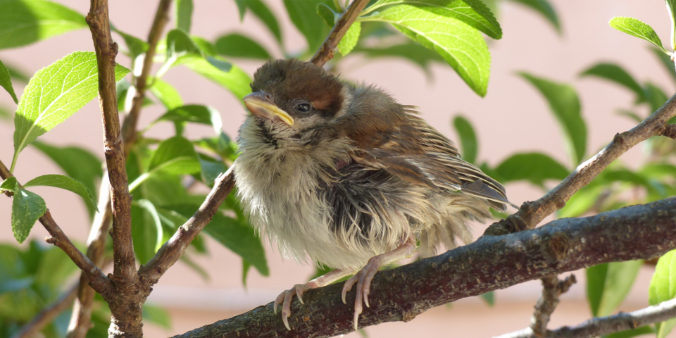 Ein niedlicher brauner Babyvogel spÃ¤ht durch das Dickicht von Ã„sten und BlÃ¤ttern.